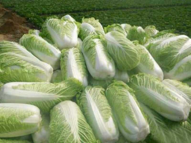 北京三号白菜，精品包纸大量供应，产地直发