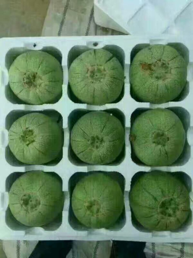甜瓜，绿宝甜瓜已大量上市