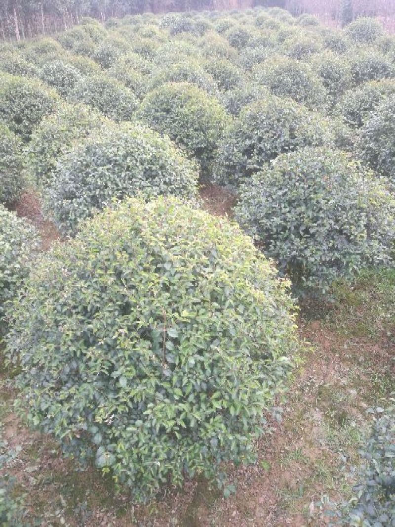 小叶女贞4cm以下