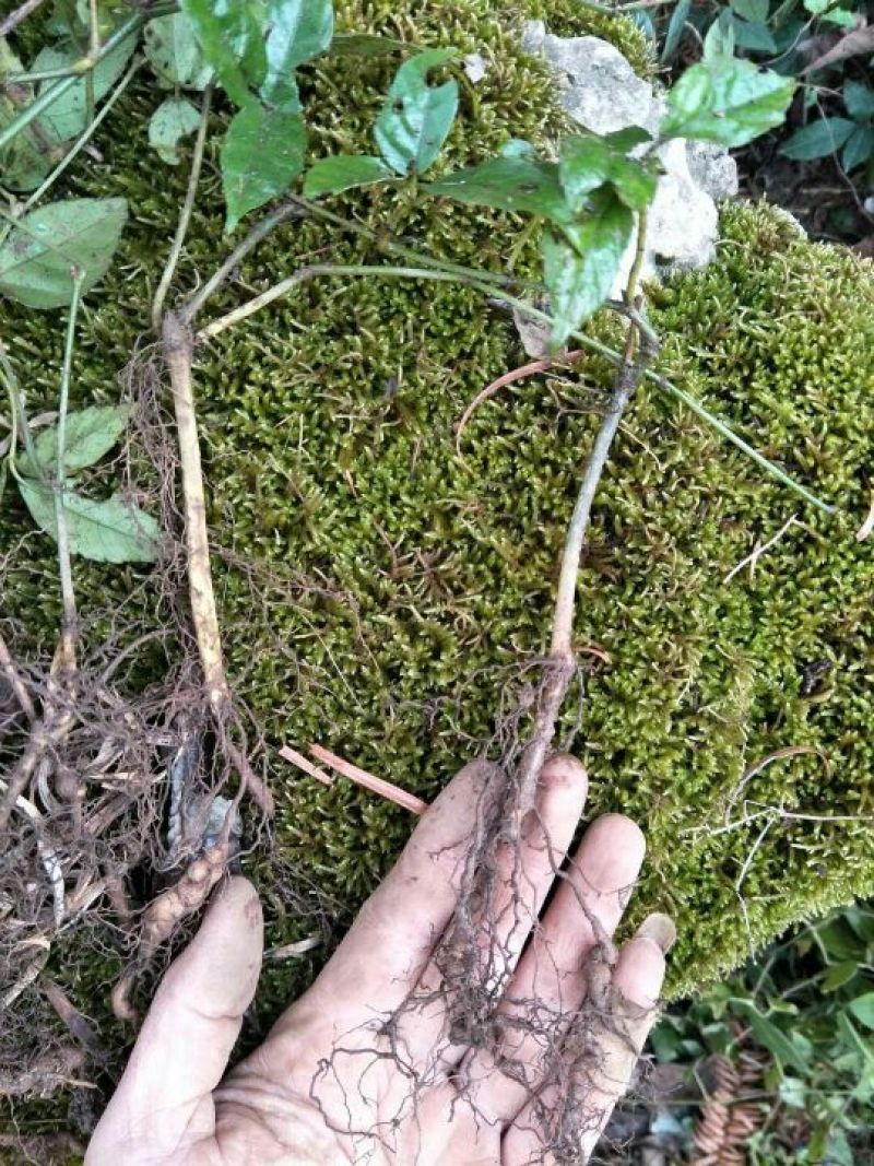 批发紫藤三叶青带果2年苗，100棵起发货