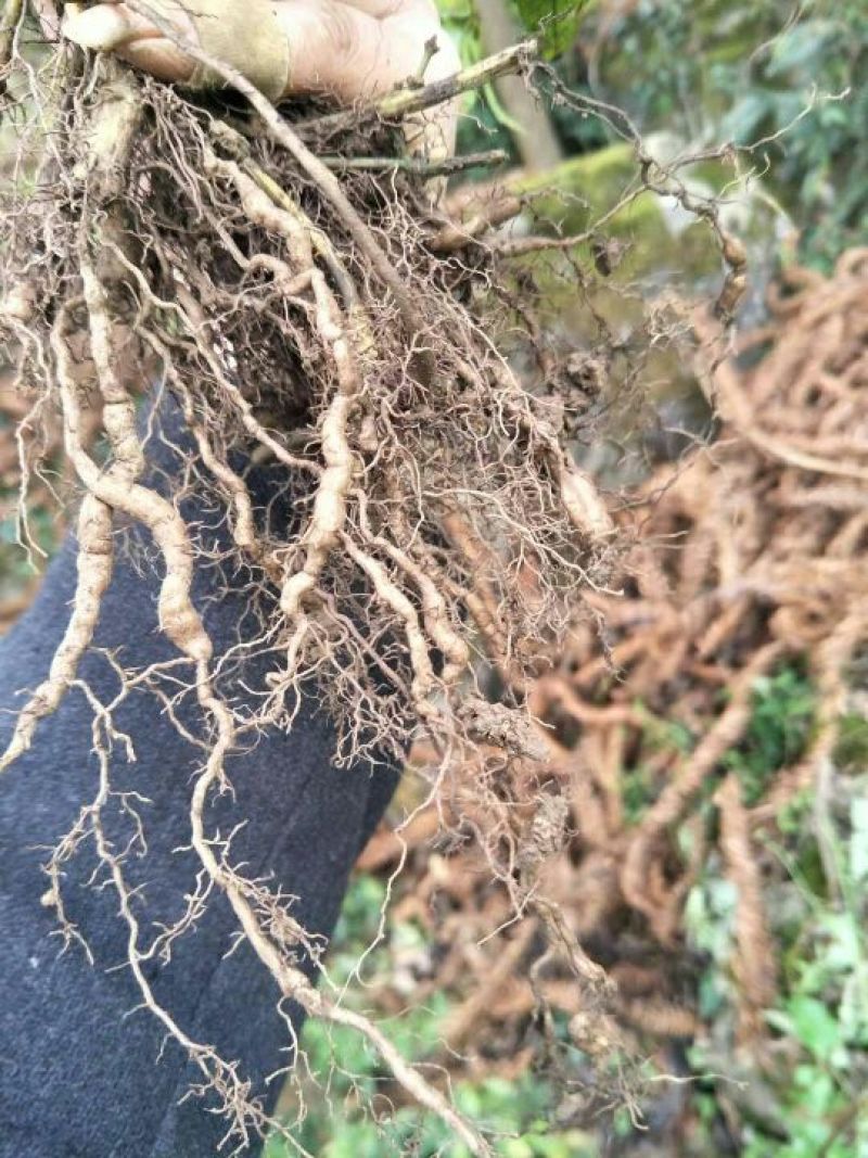 批发紫藤三叶青带果2年苗，100棵起发货