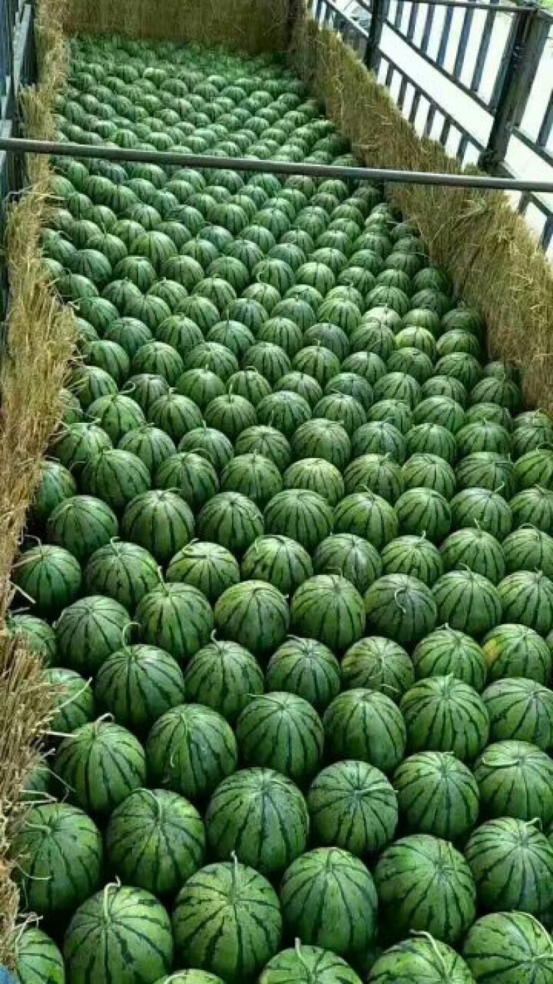 甜王西瓜大量上市，价格不高，保熟保甜保质量