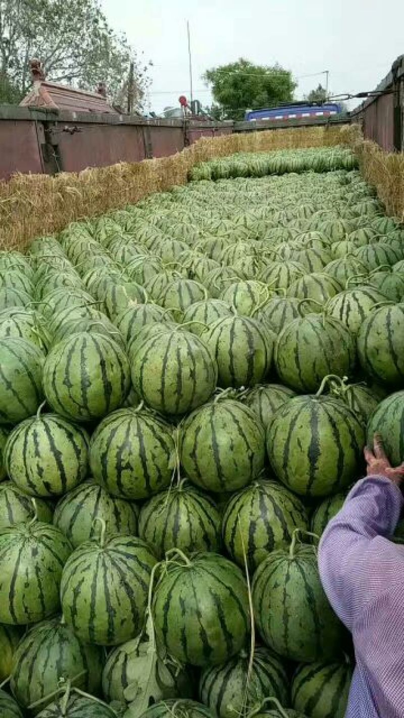 甜王西瓜大量上市，价格不高，保熟保甜保质量