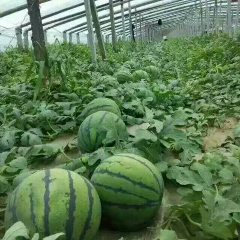 甜王西瓜大量上市，价格不高，保熟保甜保质量