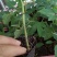 木瓜树苗20~30cm