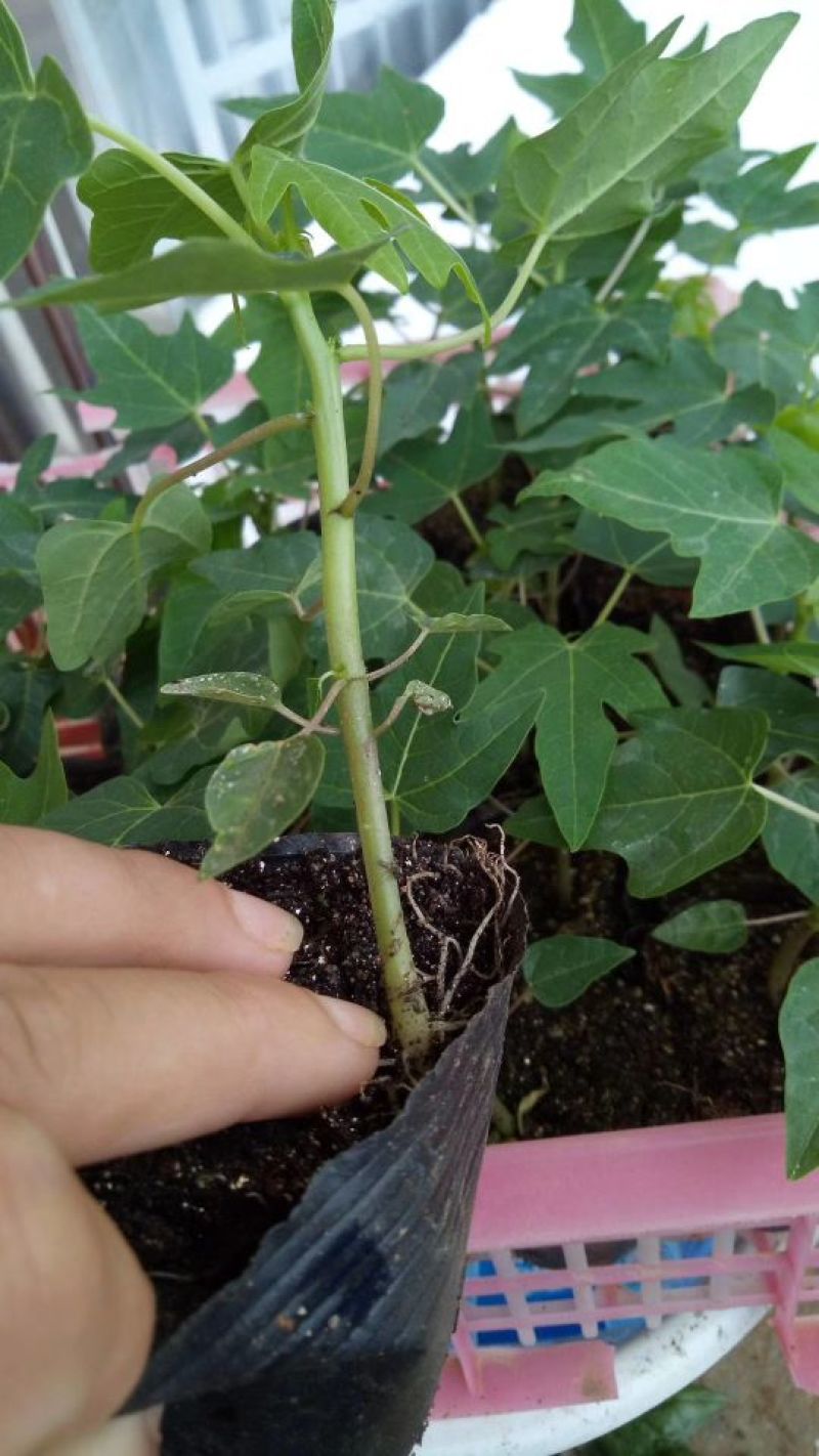 木瓜树苗20~30cm
