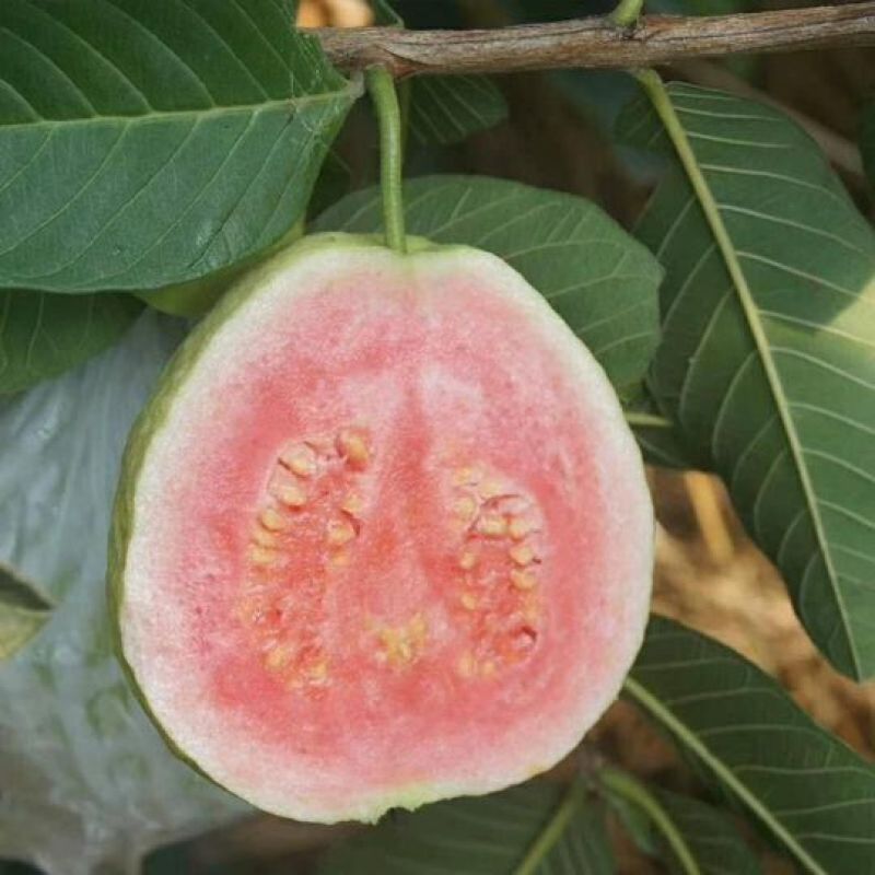 西瓜番石榴苗30~50cm