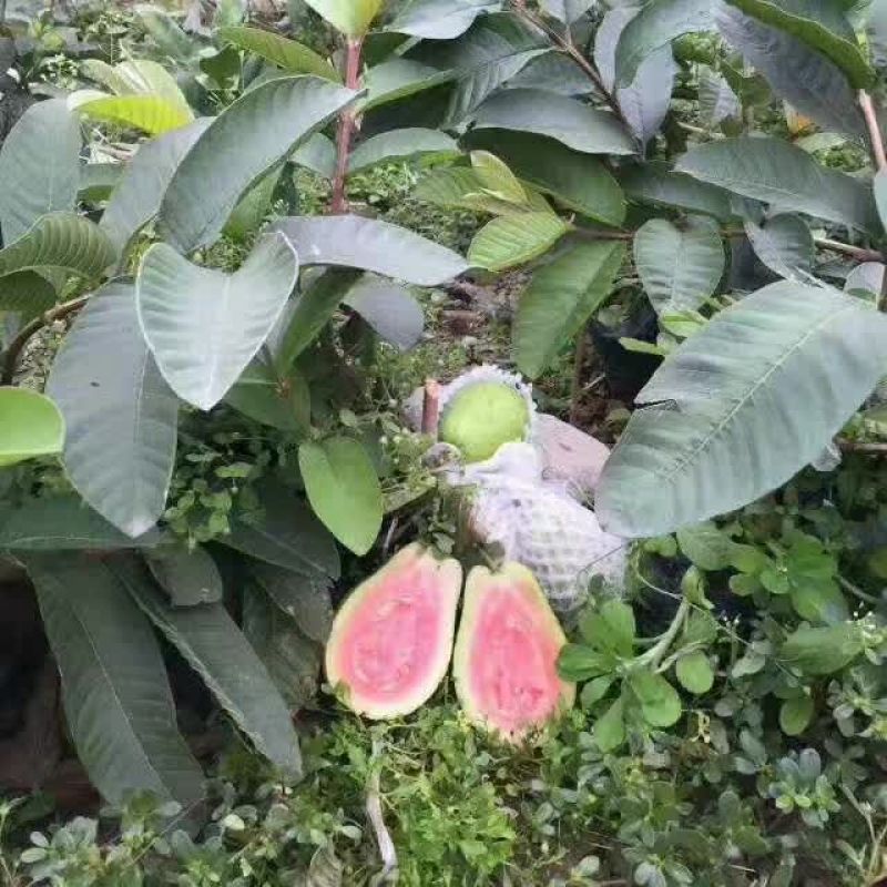 西瓜番石榴苗30~50cm
