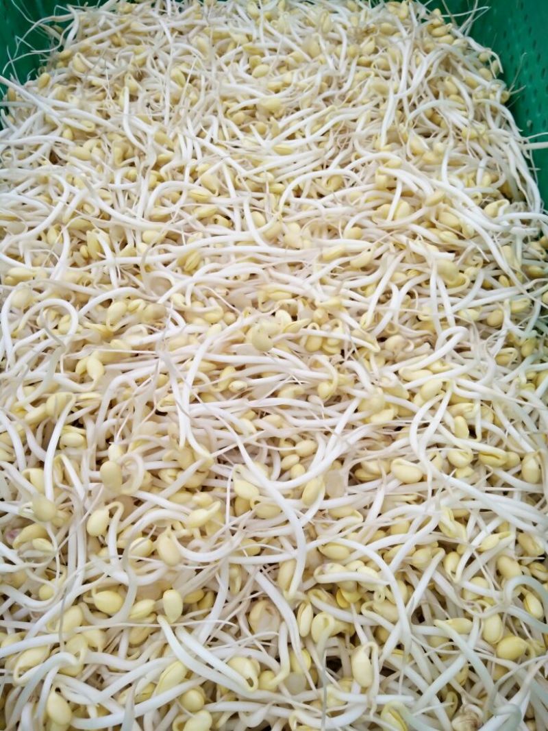 豆芽散装10~15cm