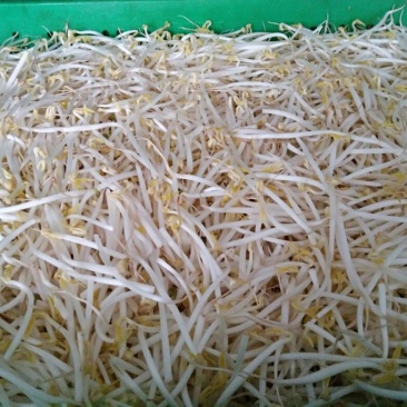 豆芽散装10~15cm