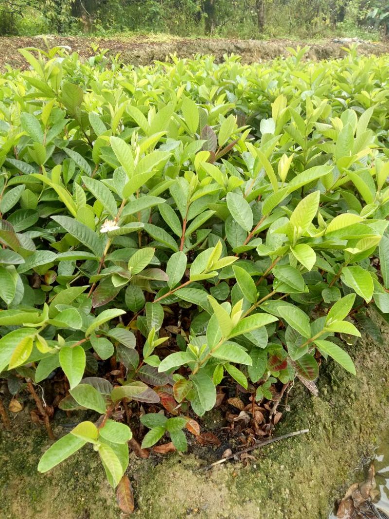 番石榴苗30~50cm