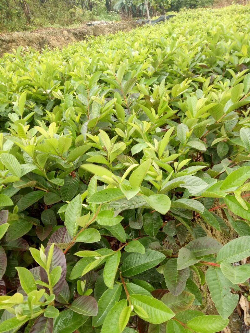 番石榴苗30~50cm