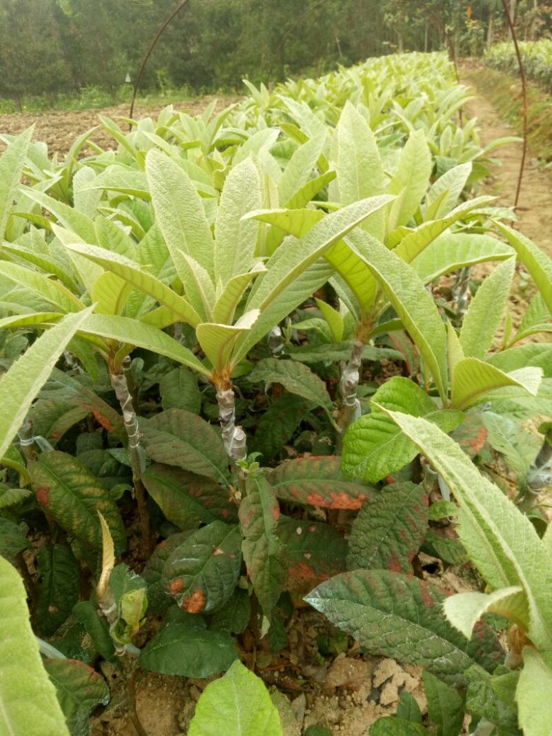 枇杷树苗30~50cm