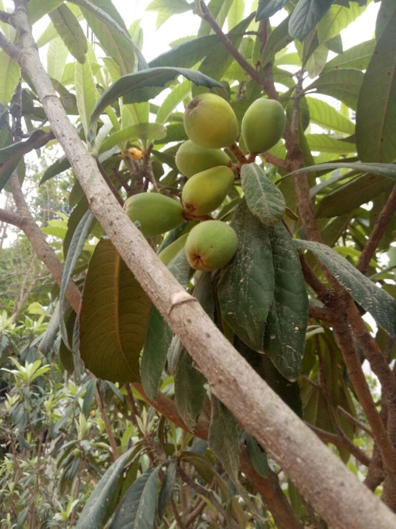 枇杷树苗30~50cm