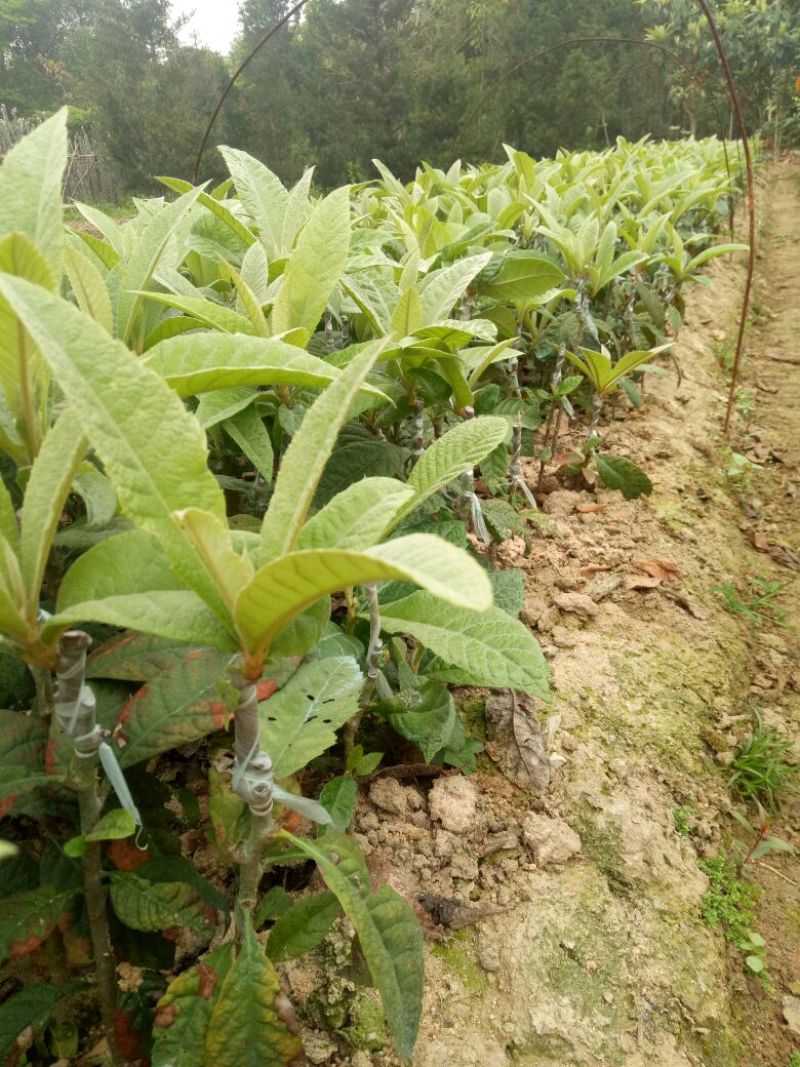 枇杷树苗30~50cm