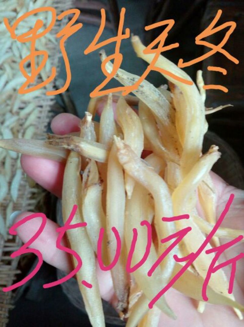毛桃树种子95%以上山上釆的野毛桃核