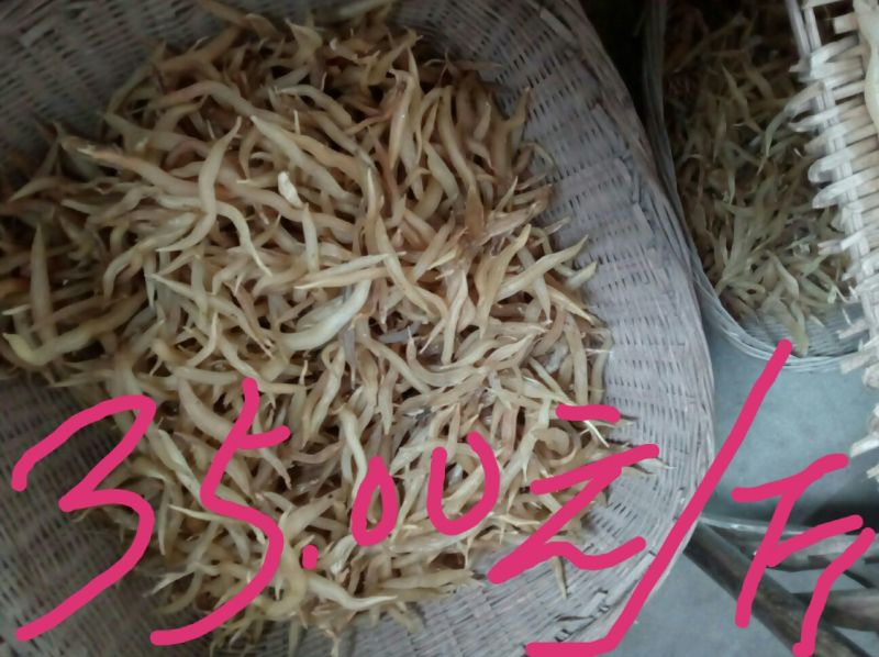 毛桃树种子95%以上山上釆的野毛桃核