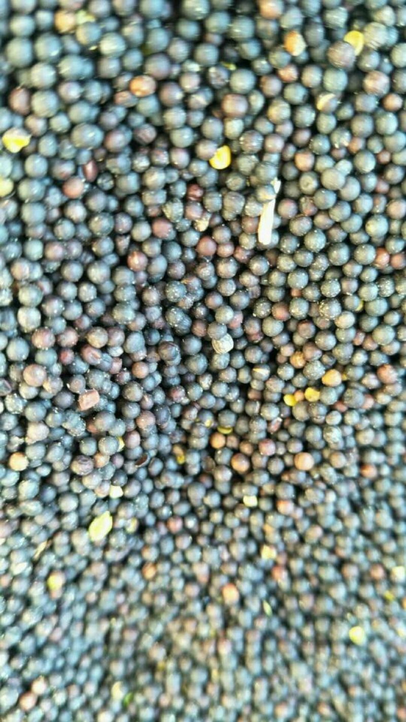 甘蓝型油菜籽1级