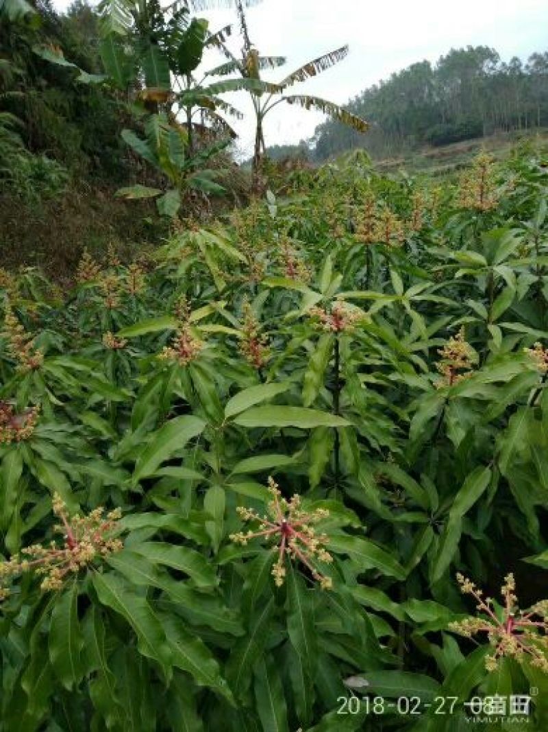 芒果树
