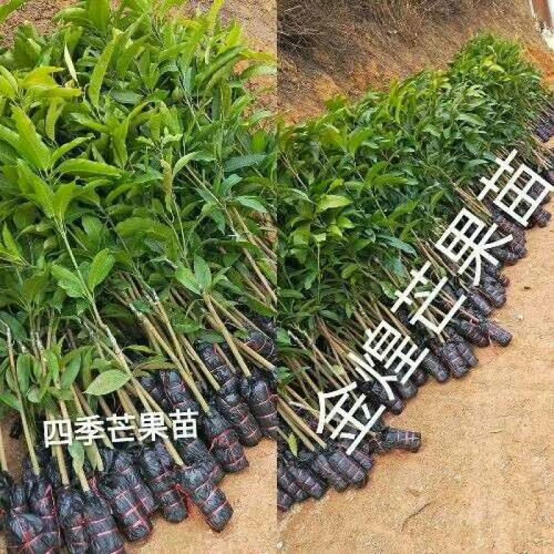 芒果树