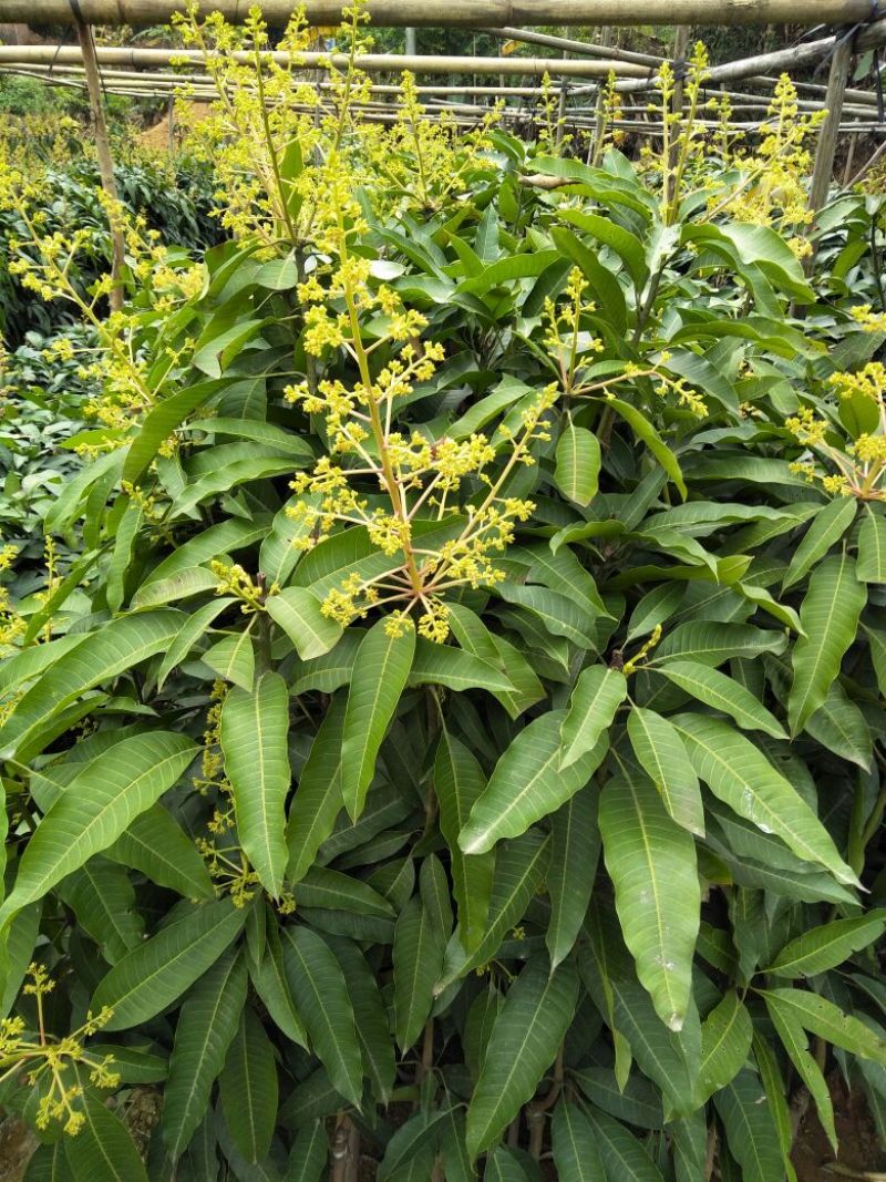 芒果树