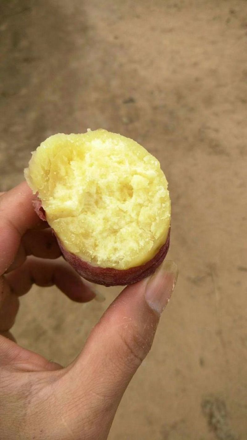 红薯黄心，中果，红皮