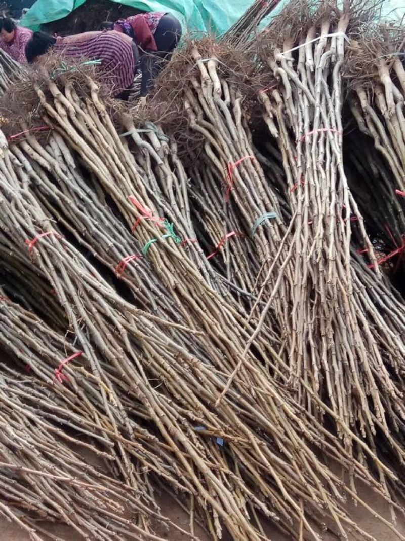 核桃苗1~2年100~150cm