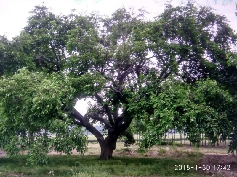桑椹树苗