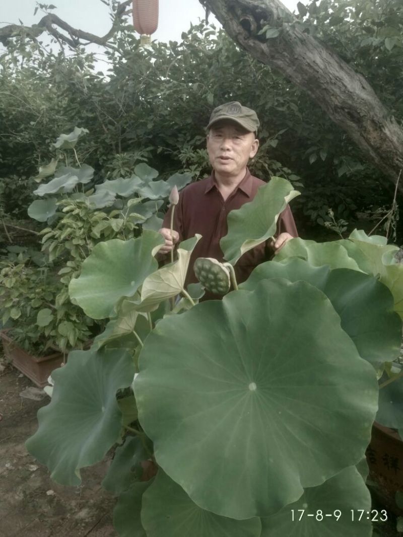 荷花60cm以上