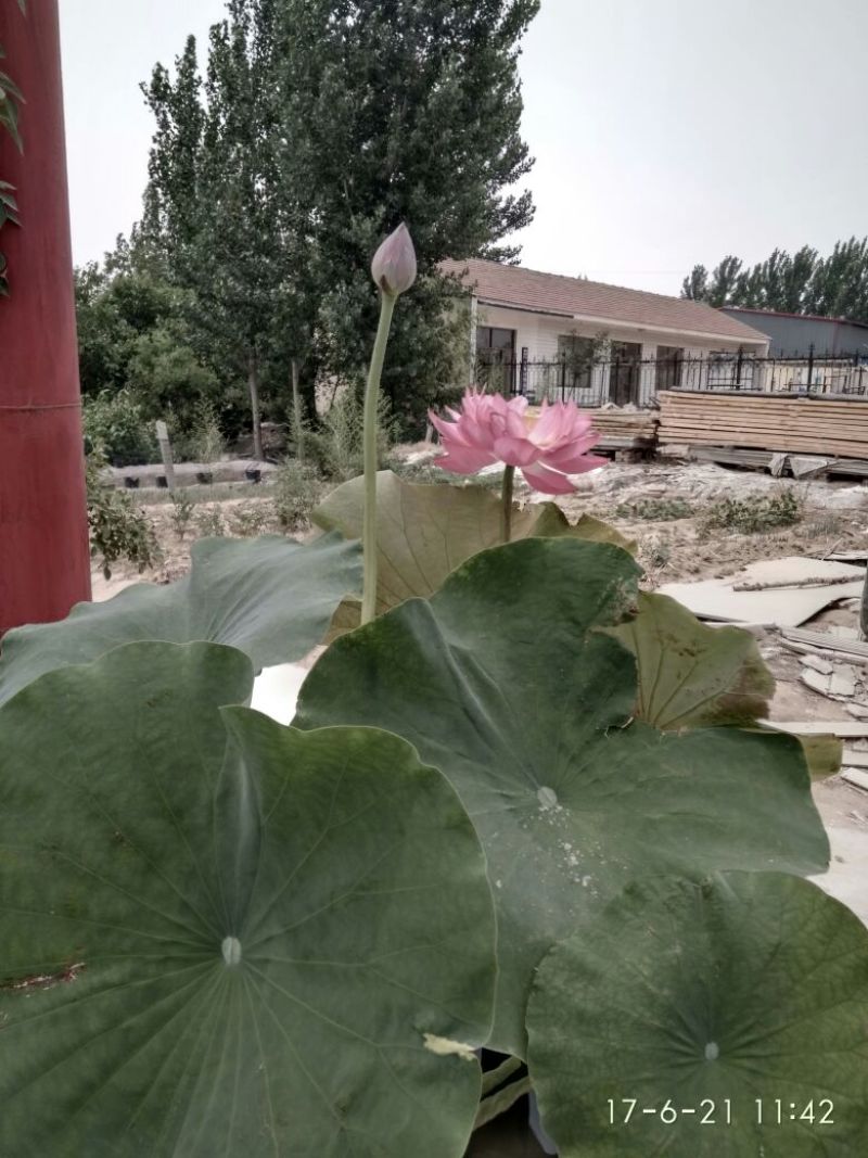 荷花60cm以上