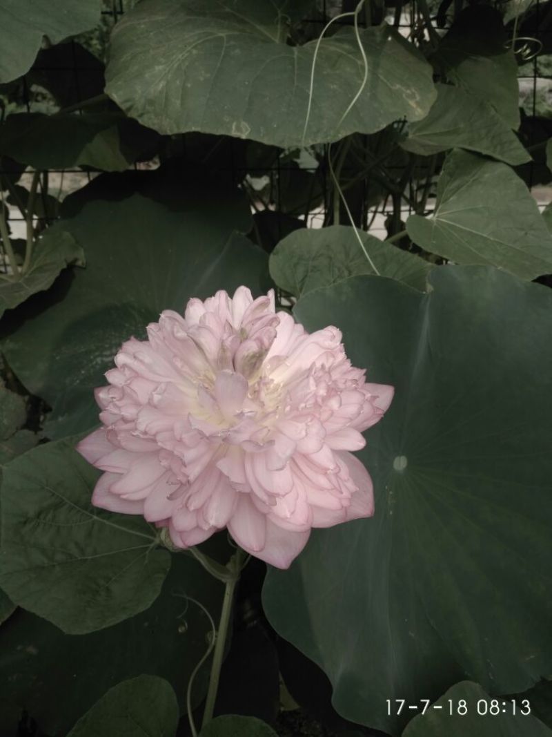 荷花60cm以上