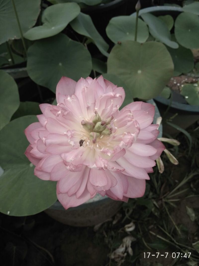 荷花60cm以上