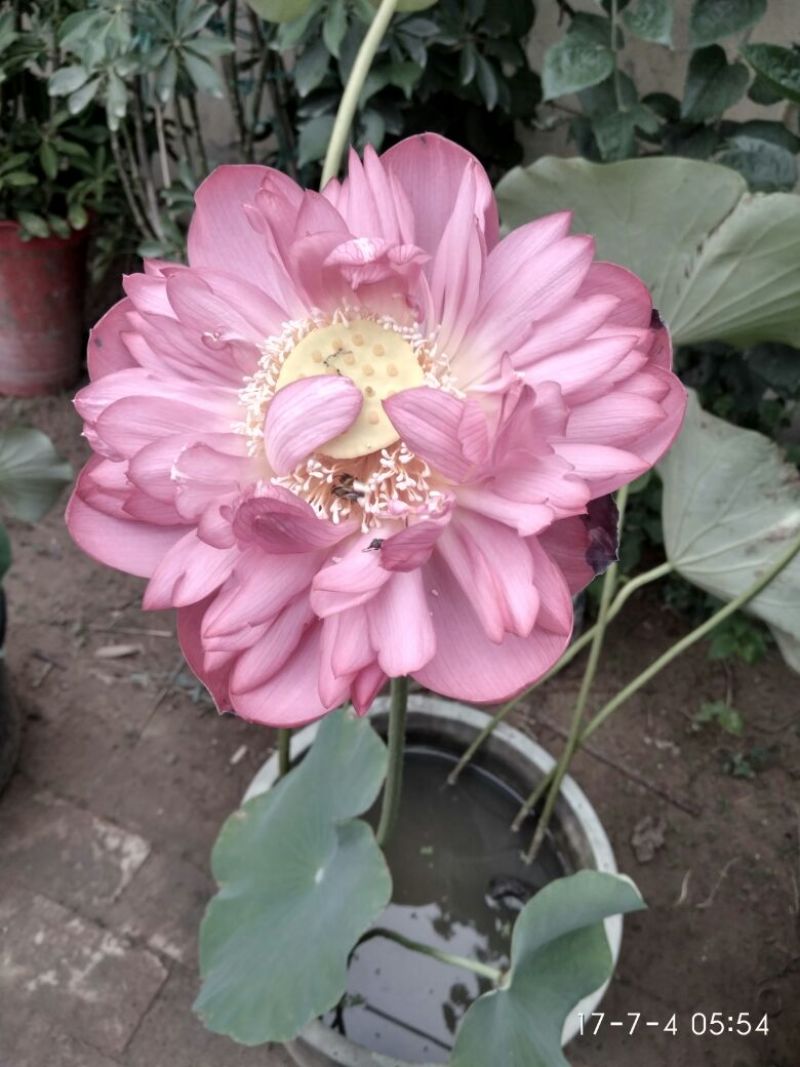 荷花60cm以上