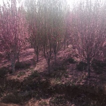 山樱花4~6cm大量现货高杆