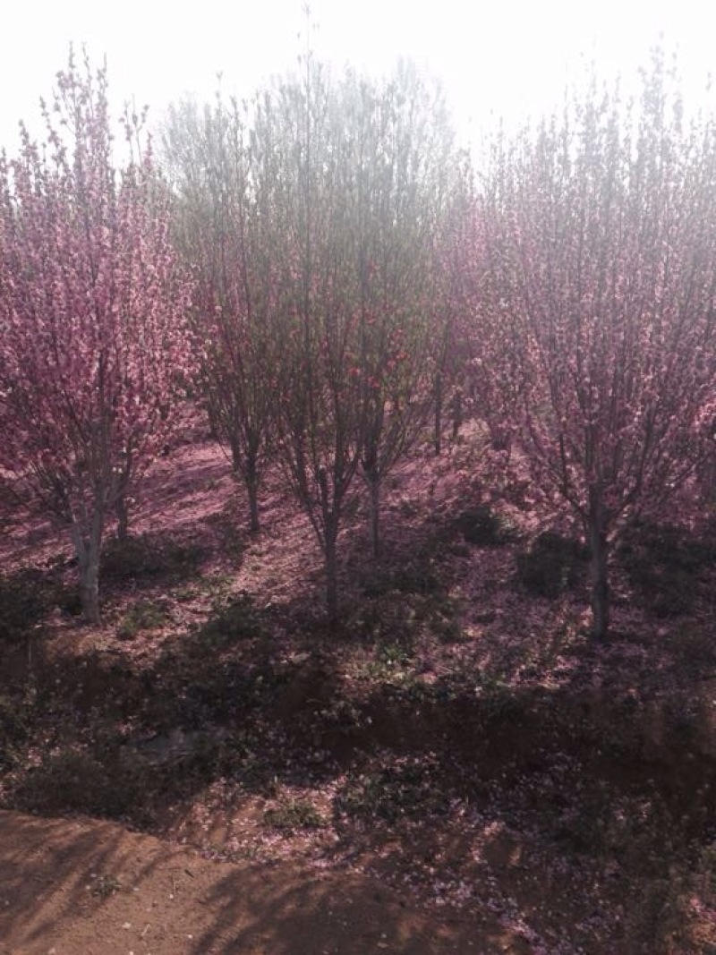 山樱花4~6cm大量现货高杆