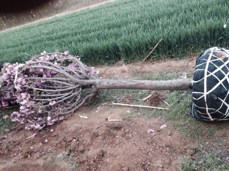 山樱花4~6cm大量现货高杆