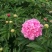 白芍种苗
