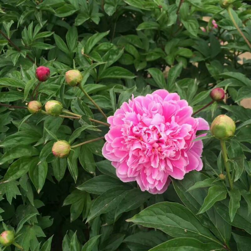 白芍种苗