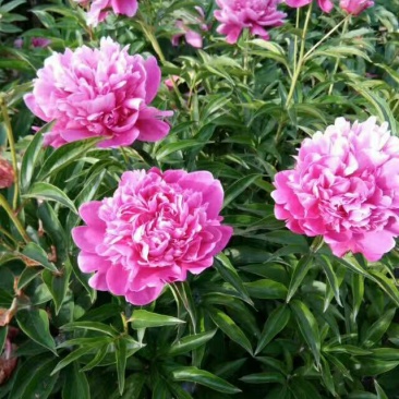 白芍种苗