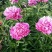 白芍种苗
