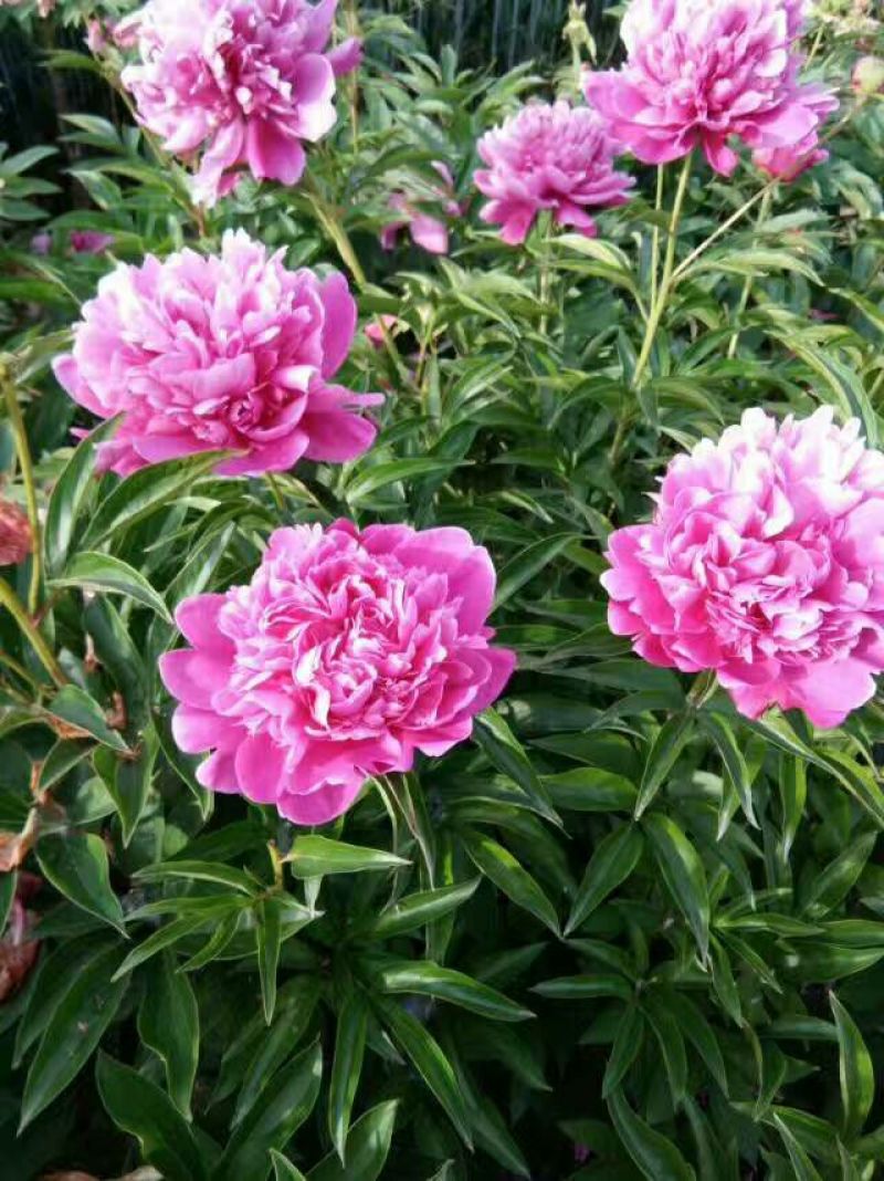 白芍种苗