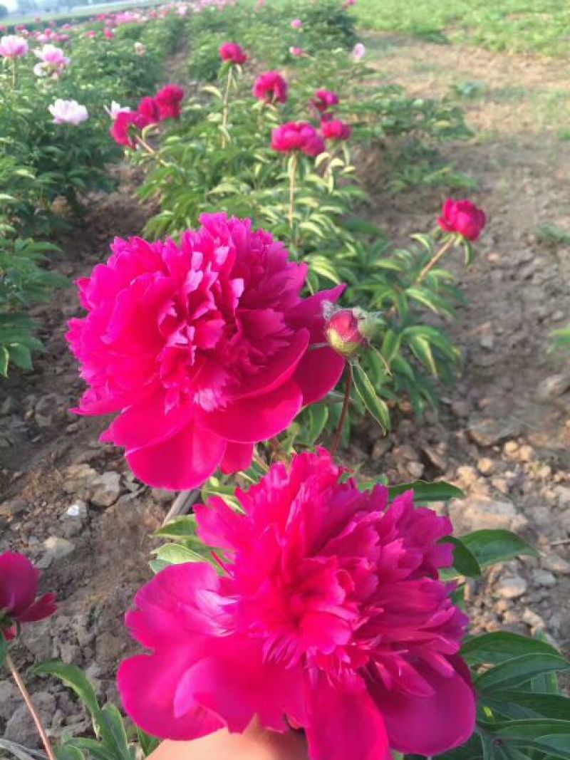 白芍种苗