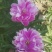 白芍种苗