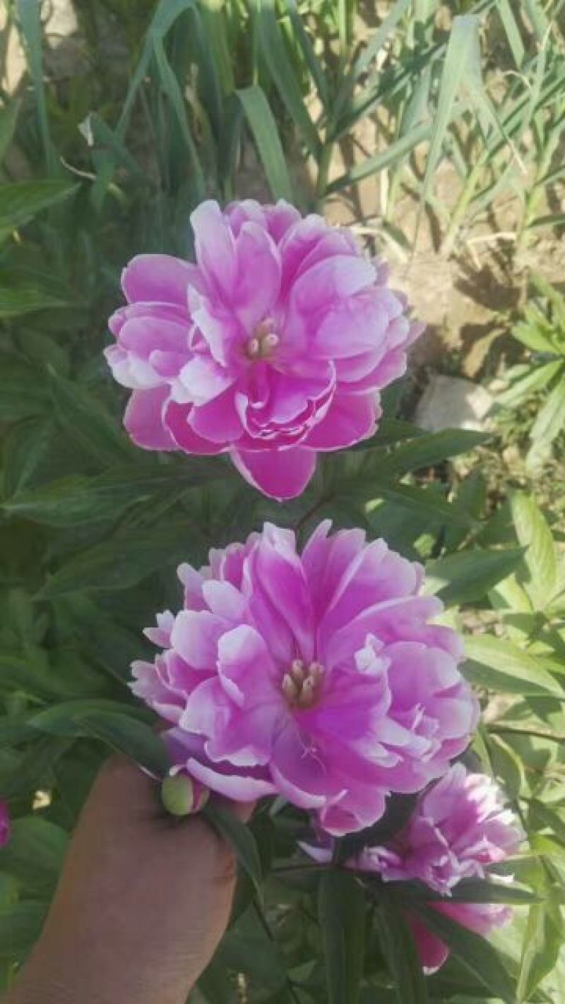 白芍种苗