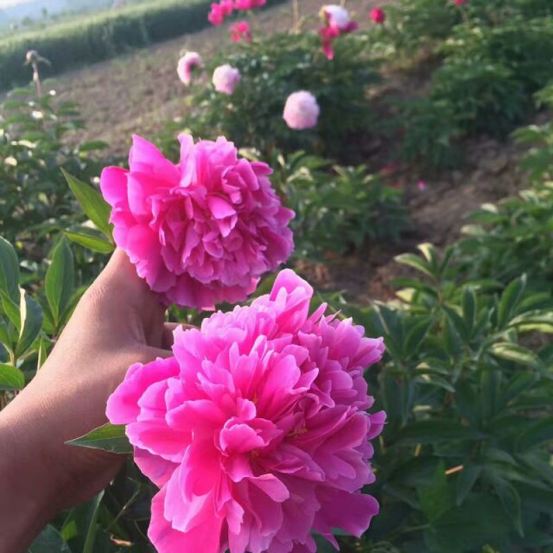 白芍种苗