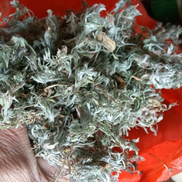 大量出售茵陈，欢迎联系。
