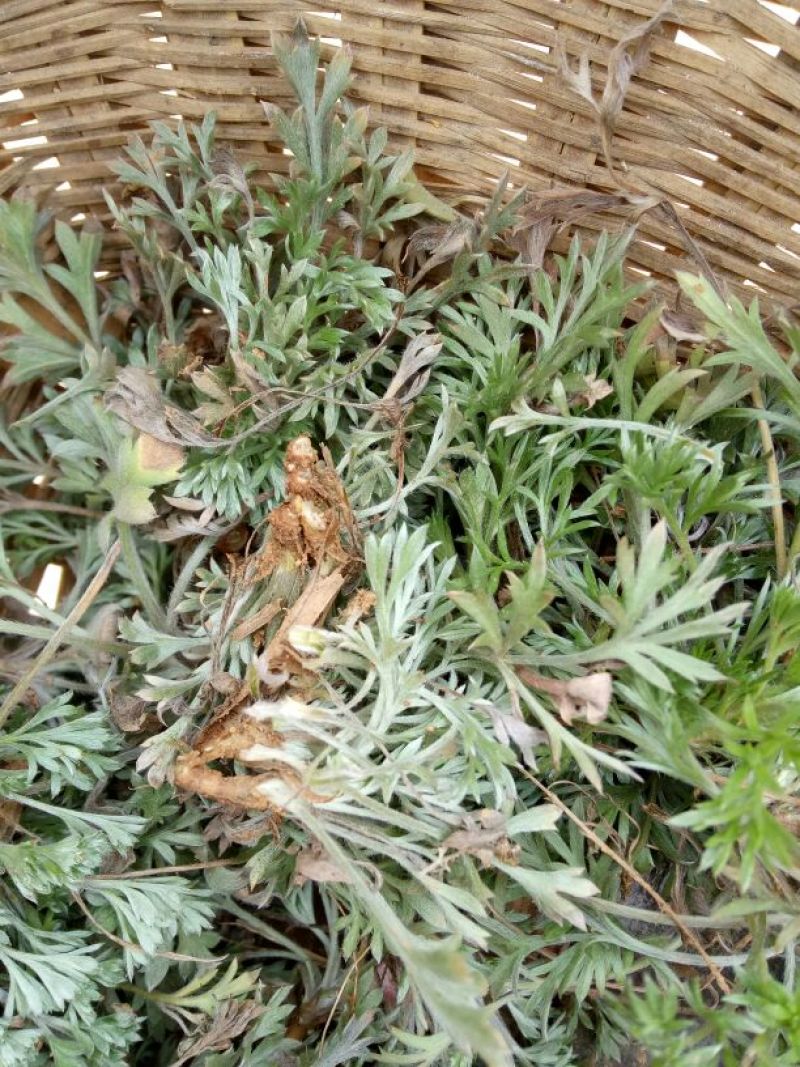 大量出售茵陈，欢迎联系。