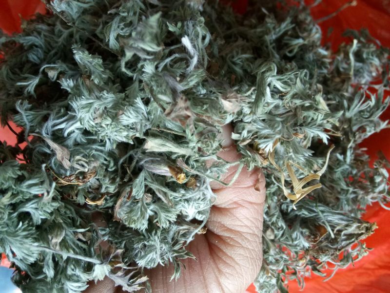 大量出售茵陈，欢迎联系。