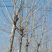 法桐10~12cm10~12cm3~3.5米1~2米