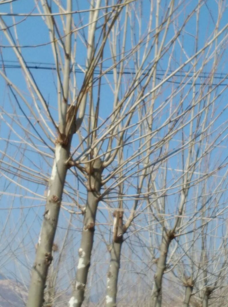 法桐10~12cm10~12cm3~3.5米1~2米